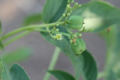 Jatropha glandulifera